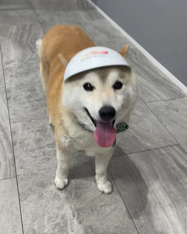 ぽん太副社長です。 
#柴犬 11歳、安全第一です😊
たまに出社してます。

☀️太陽光発電システム🔋蓄電池の事なら
#MKソルテック にお任せ下さい🫡全国対応してます。

#一緒に頑張ってくれる仲間を募集中 です。
#電気工事士 #電気施工管理技士 の方優遇いたします😊

当社#エムケイソルテック は
二酸化炭素排出削減に対する具体的な低減目標を計画し
国際イニシアチブとなる
#SBT (Science Based Targets)を取得しています。 

#mksoltec
#エムケイソルテック
#mkソルテック
#電気工事士
#電気施工管理技士
#福山市求人
#福山市太陽光会社
#電気工事士募集中
#ニッチな仕事
#一緒に働きませんか
#南瓦工房
#minamikawara
#ソーラーカーポート
#再生可能エネルギー
#太陽光発電システム 
#太陽光発電工事
#太陽光発電 
#太陽光パネル 
#自家消費型太陽光発電
#広島県太陽光発電工事
#岡山県太陽光発電工事
#使用前自己確認
#負荷遮断試験
#耐圧試験
#sbt
#ScienceBasedTargets